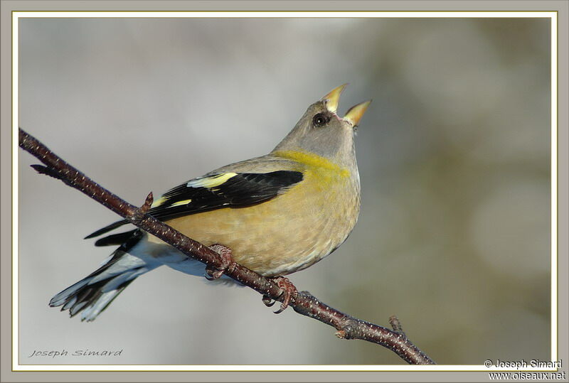 Evening Grosbeak female