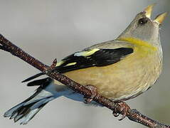 Evening Grosbeak