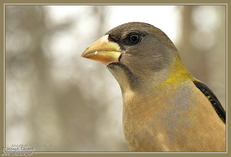 Evening Grosbeak female