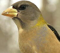 Evening Grosbeak