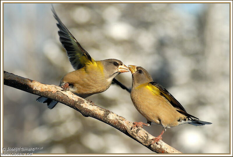 Evening Grosbeak female