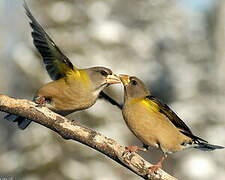 Evening Grosbeak