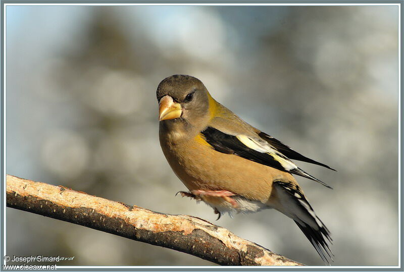 Evening Grosbeak female adult