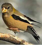 Evening Grosbeak