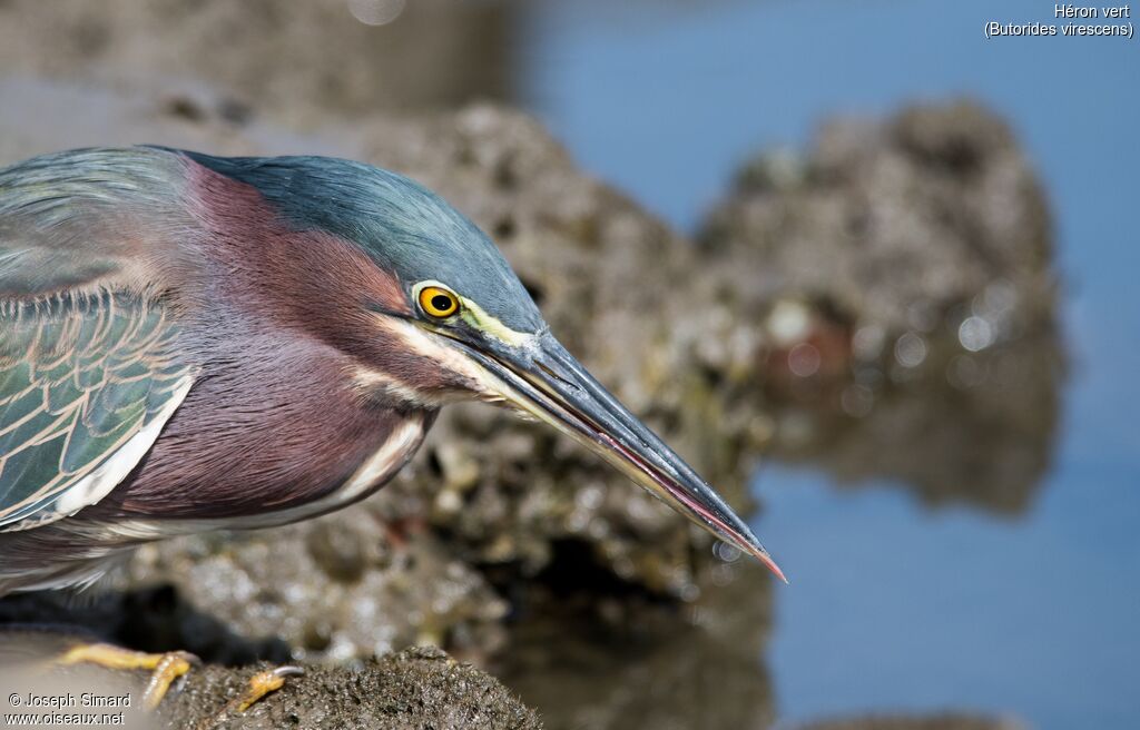 Green Heron