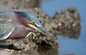 Green Heron