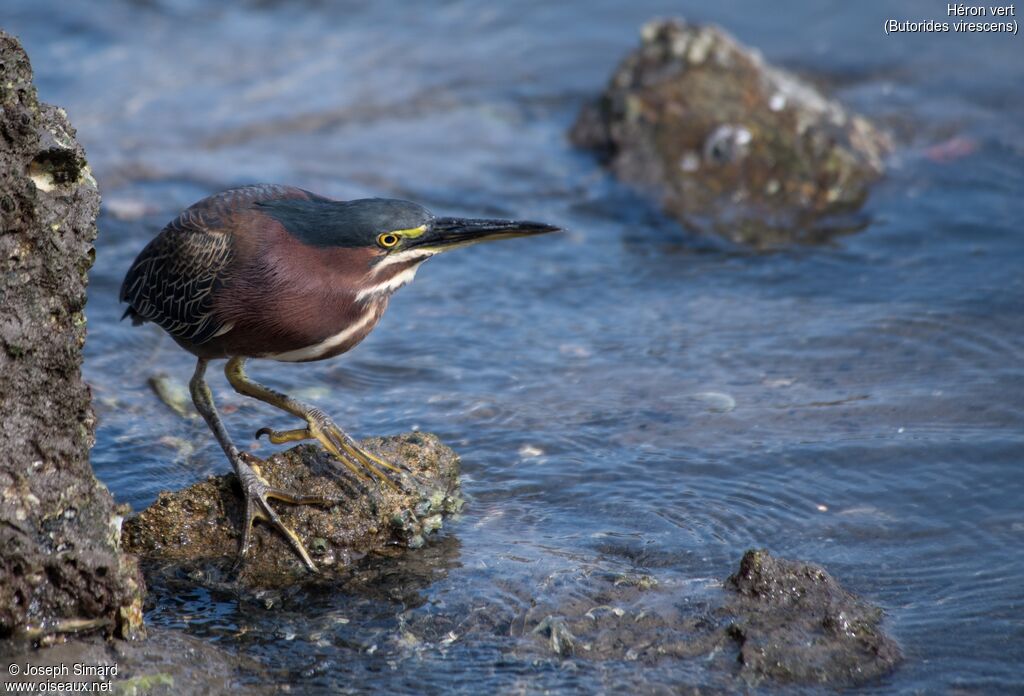 Green Heron male