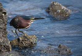 Green Heron