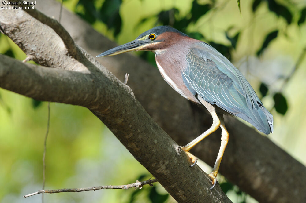 Green Heron