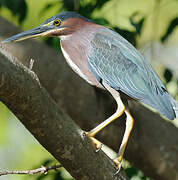 Green Heron