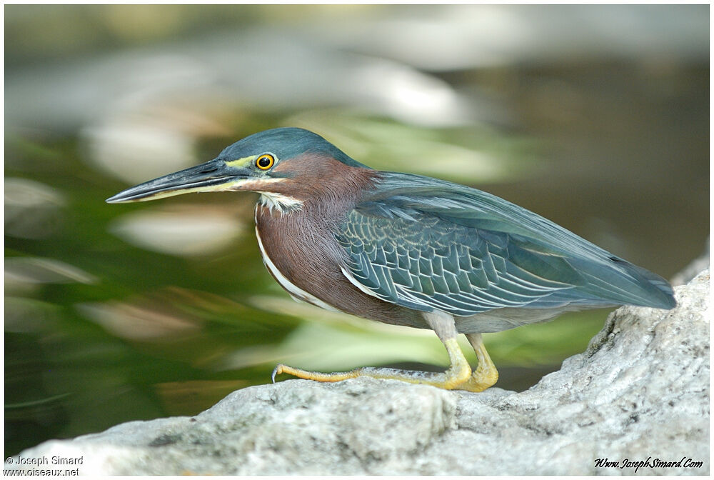 Green Heron, Behaviour