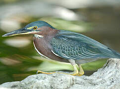 Green Heron