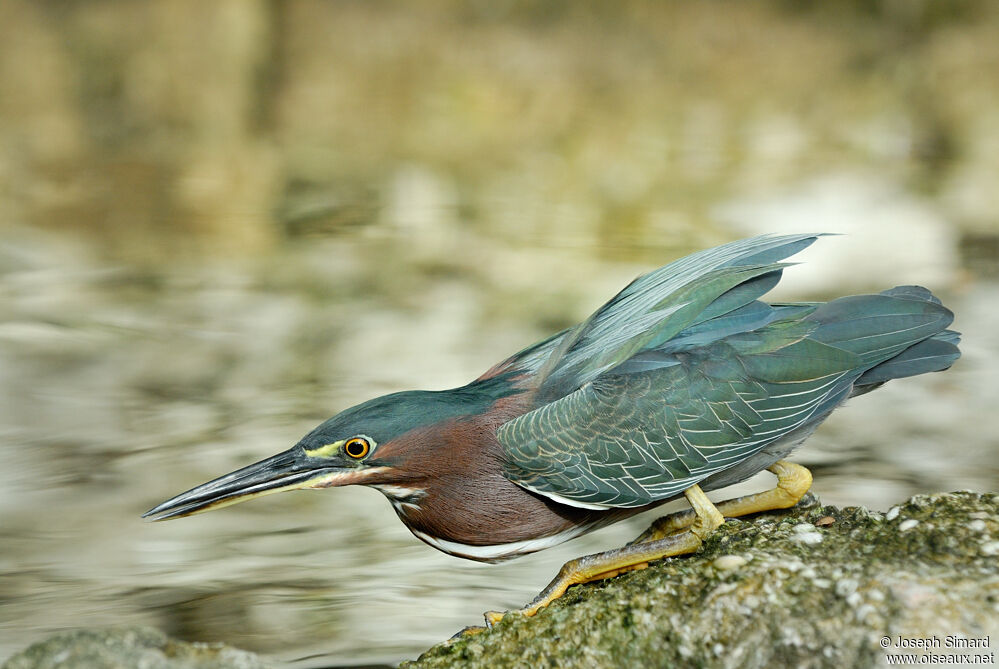 Green Heron, feeding habits, Behaviour