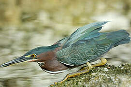 Green Heron