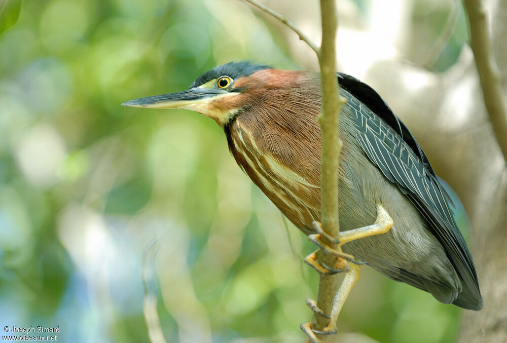 Green Heron, identification