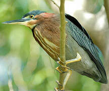 Green Heron