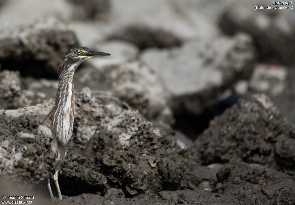 Green Heron