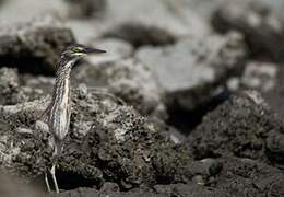 Green Heron