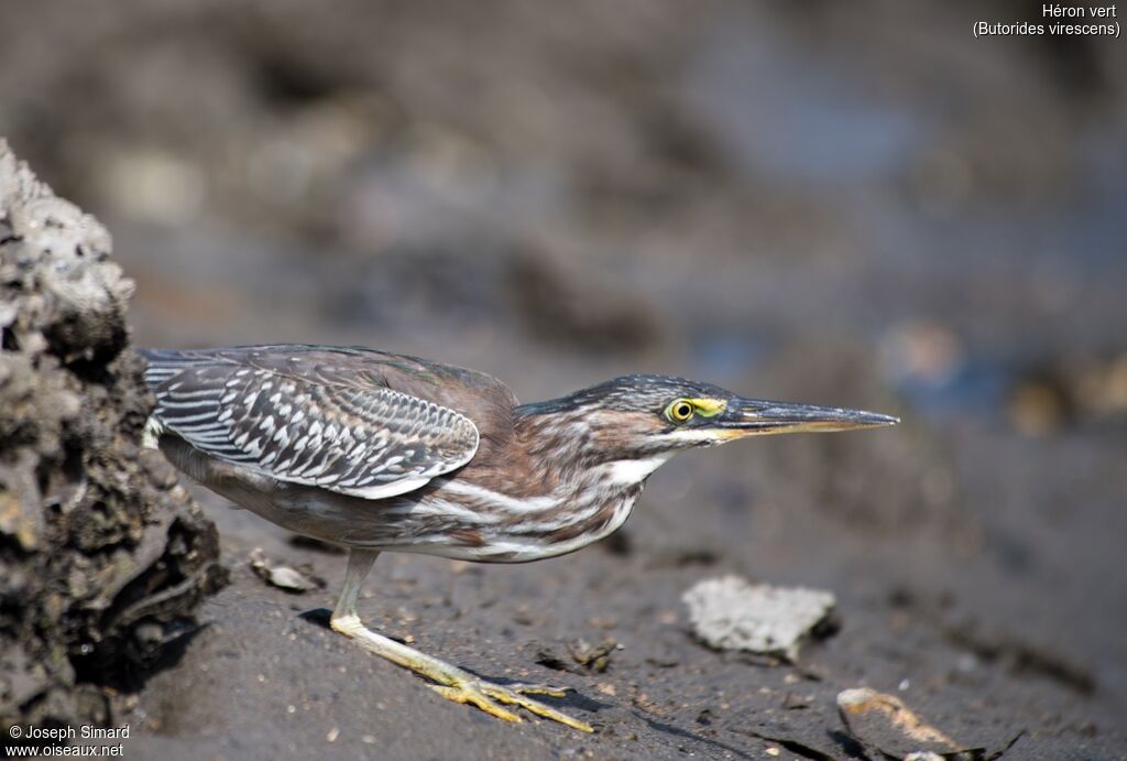 Green Heron