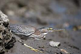 Green Heron