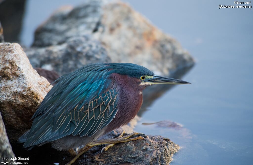 Green Heron