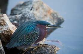 Green Heron