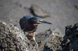 Green Heron