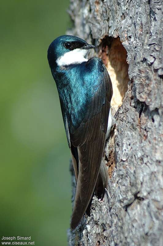 Tree Swallow male adult, close-up portrait, Reproduction-nesting