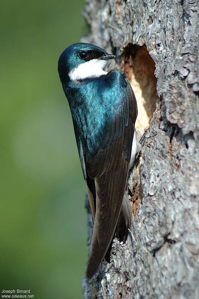 Hirondelle bicolore mâle adulte, portrait, Nidification