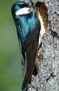 Tree Swallow