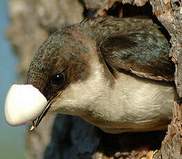 Hirondelle bicolore