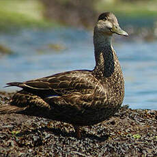 Canard noir