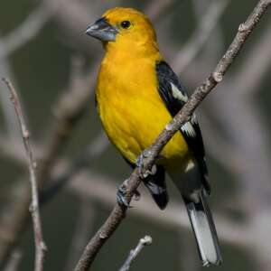 Cardinal jaune