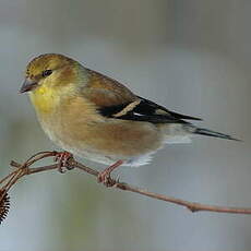 Chardonneret jaune