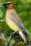 Cedar Waxwing