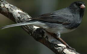 Junco ardoisé