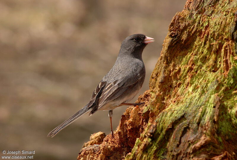 Dark-eyed Junco