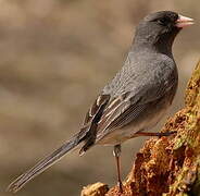 Junco ardoisé