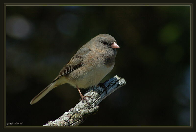 Dark-eyed Junco