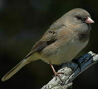 Junco ardoisé