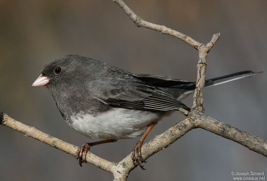 Dark-eyed Junco male