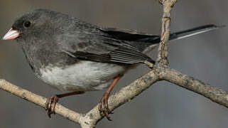 Junco ardoisé