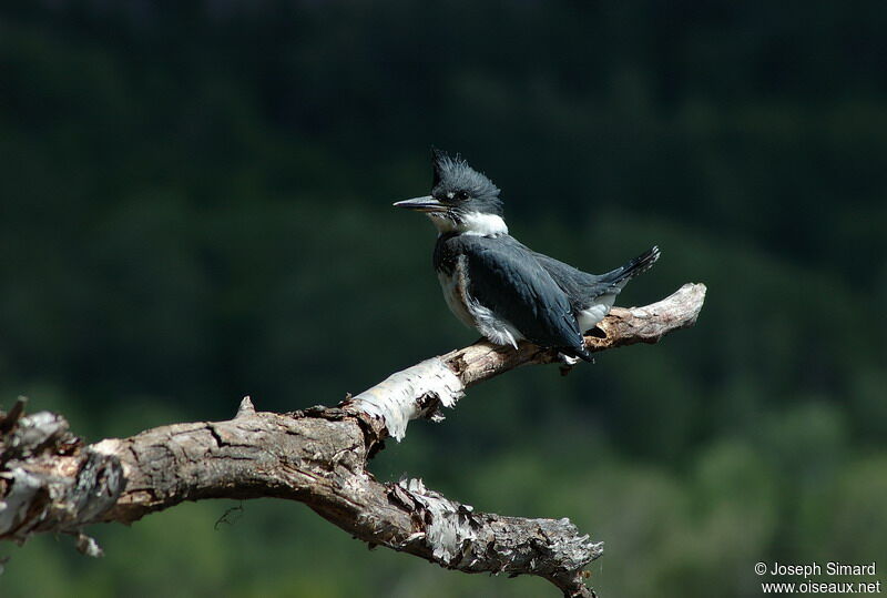 Belted Kingfisher