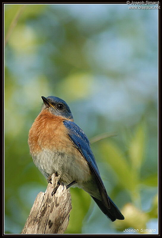 Eastern Bluebird male adult