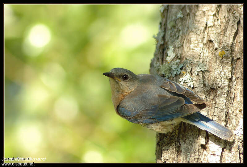 Eastern Bluebird female adult, pigmentation, Behaviour