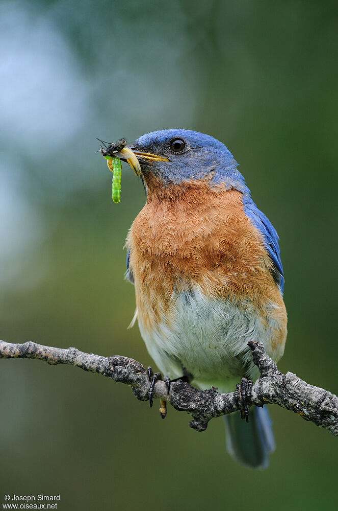 Eastern Bluebird male