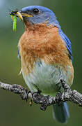 Eastern Bluebird