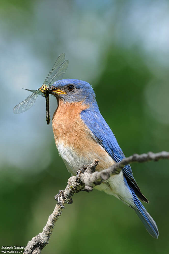 Eastern Bluebird male adult breeding, feeding habits