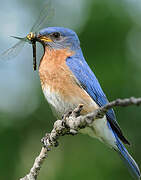 Eastern Bluebird