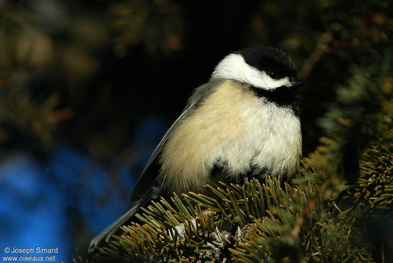 Black-capped Chickadee